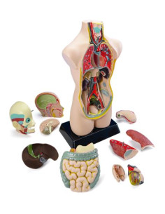 ▷ SET ANATOMIA MINILAND TORSO CON 11 PIEZAS. TAMAÑO 50 CM | Taine - Imagen 1