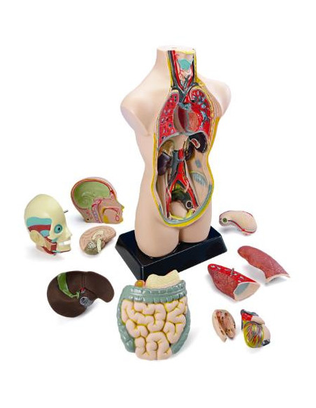 ▷ SET ANATOMIA MINILAND TORSO CON 11 PIEZAS. TAMAÑO 50 CM | Taine - Imagen 1